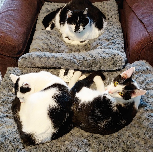 Meet your Posher, Melissa - Picture 4 of 4